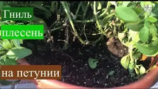 Прикорневая гниль петунии. За неделю нет полкуста!