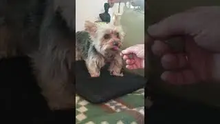 Dog having to fight for every meal. #dog #cute #eating #smalldog #memes #puppy