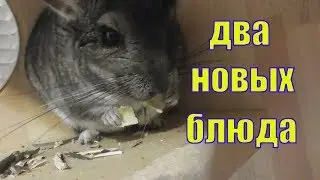НОВОЕ В МЕНЮ ШИНШИЛЛЫ
