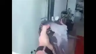 Нехороший голубь. Культурный перевод.