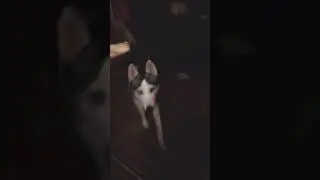 smile dog смайл дог😥😥😥😥😥