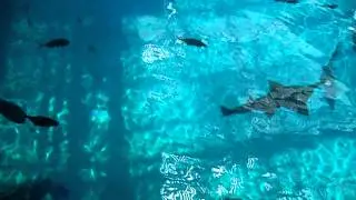 GA Aquarium