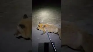 Oh deer! Finnegan Fox runs for his life!