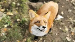 My fox shows me the cache
