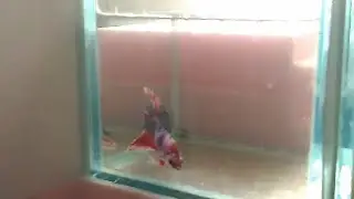 Beta akvaryumu kurdum.