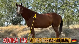 Аспи Истаравшан🇹🇯 7 сентября 2024 г.