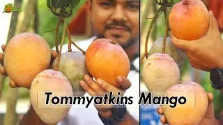 Tommy Atkins Mango || Latest Mango 🥭 Plant Specs.
