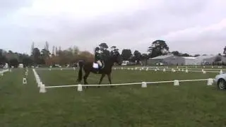 Dressage