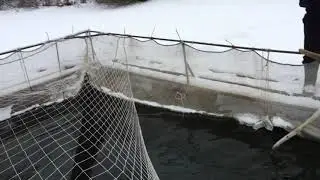 Выращивание форели в садках на водоёме.