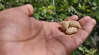 सहतुत का फल