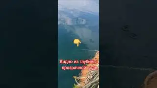 Сом из глубины... 
