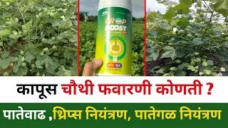 कापूस चौथी फवारणी कोणती करावी ? कापूस पातेगळ थांबवण्यासाठी उपाय | kapus favarni niyogen