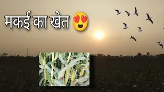 देहाती मकई का खेत ✨💫 // Vlogs video 📸 //  my first vlogs