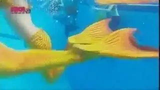 Хочу стать русалкой! Хочу хвост как у русалки! Какой хвост русалки лучше ГЕРМАНСКИЙ или АВСТАЛИЙСКИЙ