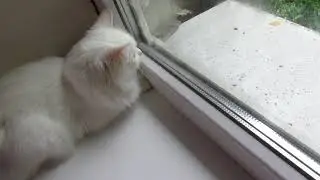 Кошка Соня охотится на листик
