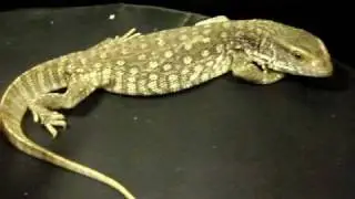 Капский варан