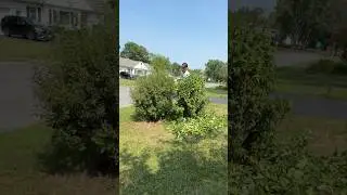 Landscaping hack #hack #landscaping #bush #trim