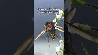 German Wasps #funny #germany