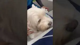 Max, anabulku terapi