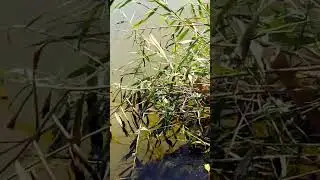 голые девушки
