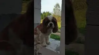 Затея. Стропилка стоит!
