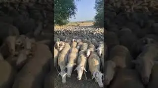 Otoriter çoban