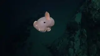 Scientists Confirm Underwater Mountains Harbor Abundant Life Off Chile’s Coast