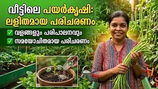 ഇരട്ടി വിളവ് ഉറപ്പ് ✅️|അടുക്കളത്തോട്ടത്തിലെ പയർകൃഷി|Grow pea at home malayalam 
