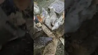 ЦЫПЛЯТА