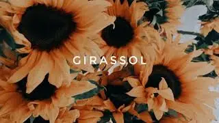 GIRASSOL - Priscilla Alcantara feat. Whindersson Nunes(audio) 🎶🎶