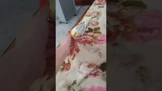 корелл Тоша
