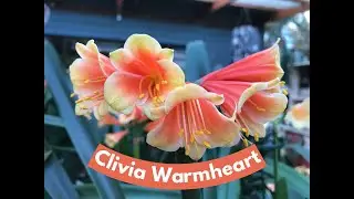 Clivia 