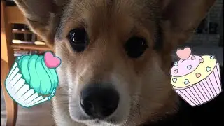 Corgi makes Cupcakes