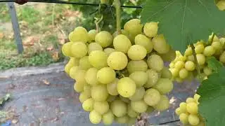Середні сорти винограду. Сливка Стенлей. Яблуня Скарлет Спур,