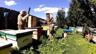 Снятие магазинных надставок. Выдув пчел ранцевой воздуходувкой.