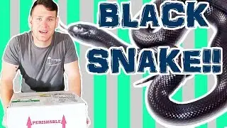 MEXICAN BLACK KINGSNAKE UNBOXING!!!