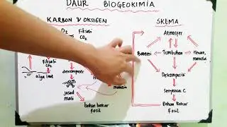 Carbon and Oxygen Cycle - Biogeochemical Cycle - Ecology - Biology X