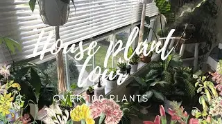 House Plant Tour: Over 100 plants in my collection🌱