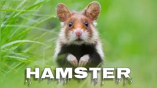 European hamster sound