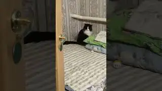 Знакомство)))#кисы #зверьёмоё #любовьморковь #игры