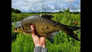 White latex maggot | making & fishing | PB Bream and Rudd