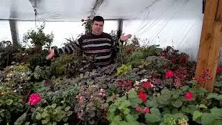 САМАЯ ВАЖНАЯ ТЕМА вегетативный не укор или сохранение вирусных   растений!!!