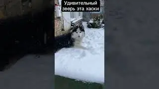 Какой характер собаки Хаски 