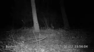 Yote #1 takes 357 Predator Polymag hit to chest