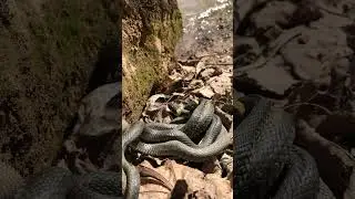 snake love