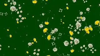 Flower Effects Green screen No Copyright 🌻🌻🌻🌻🌻