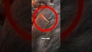 WHY IS THE FIRE COMING OUT OF THE PIG? 