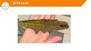 Образы в природе