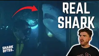 TOP 10 BEST Shark Cameos in Film & TV.