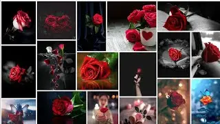red flowers whatsapp dp image / red flower photos / gulab k photo/ red gulab whatsapp dpz